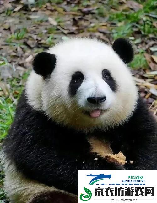 熊猫界的“花花”传奇：科技掌门人的惊喜之旅