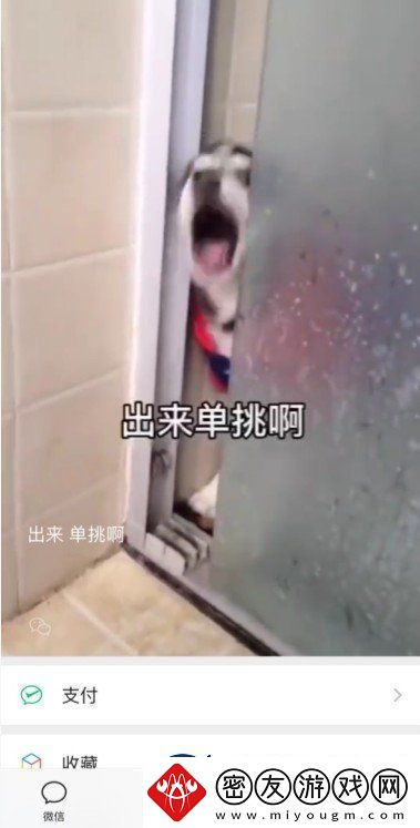 微信8.0状态背景哈士奇下载-8.0状态背景素材哈士奇分享
