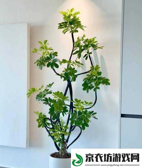 扦插-BB-技术最新优势与好处：高效便捷促植物生长
