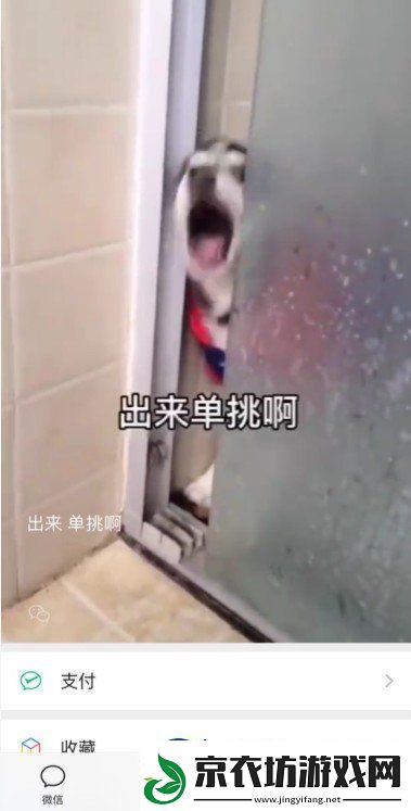 微信8.0状态背景哈士奇下载-8.0状态背景素材哈士奇分享