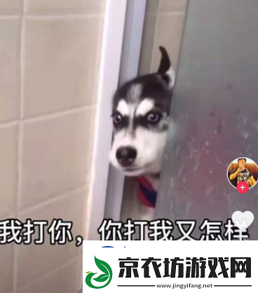 微信8,0状态背景哈士奇