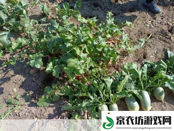 后二人世界拔萝卜第一人称-1.-我与他在田野间拔萝卜的甜蜜时光