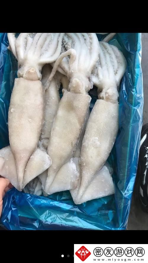 BY2282鱿鱼热炒记：科技圈的“红”怪咖