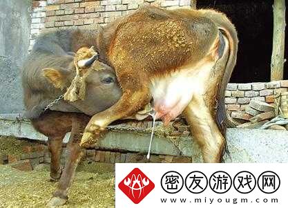套阴茎奶牛服截肢产奶：残忍的产奶方式