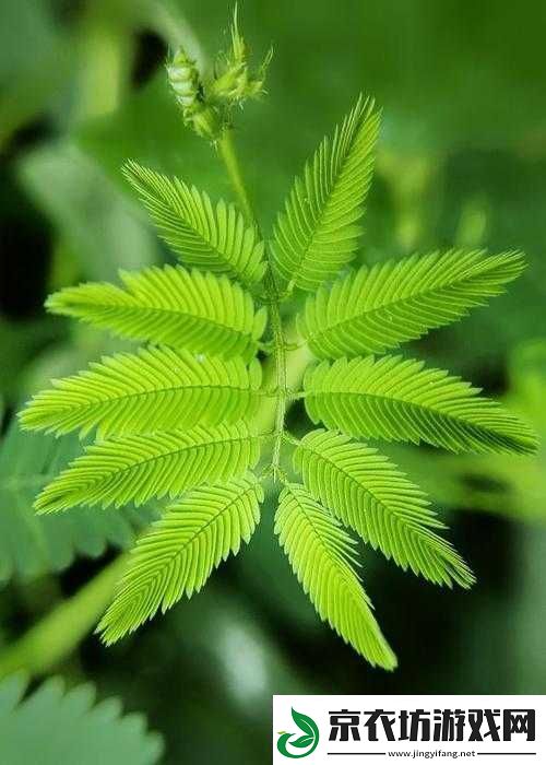 奇异水蜜桃香蕉含羞草：奇妙组合