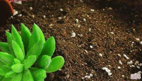 宁柔柔的嫩苞搭撑开到极致：从生物学视角分析植物生长与环境适应性的关系及其对生态系统的影响