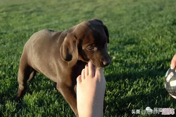我的小狗