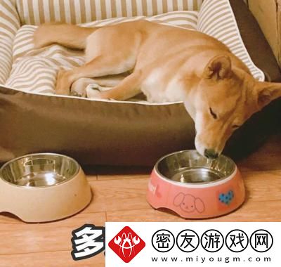 多谢款待是什么梗络用语-多谢款待梗意思及出处分享