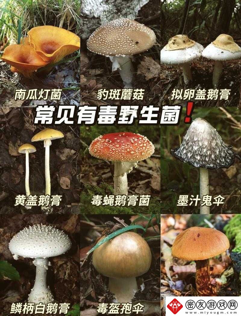 蘑菇黑料爆料：震惊内幕大揭秘