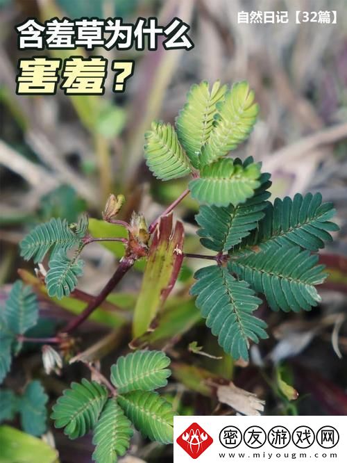 “含羞草二传”