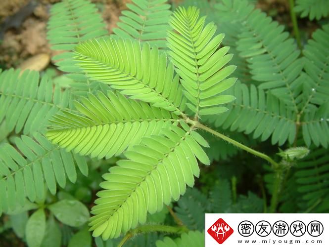 “含羞草二传”：时代弄潮儿还是虚有其表