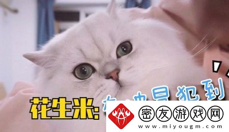 谢谢有被冒犯到是什么梗络用语-谢谢有被冒犯到梗意思及出处分享