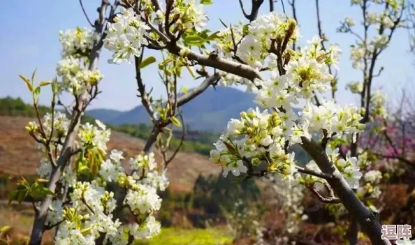 红桃现颢：在这个充满生机的季节里-红桃树上绽放出美丽的花朵-象征着希望与繁荣