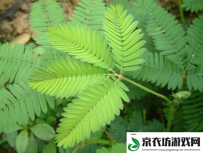 “含羞草二传”：时代弄潮儿还是虚有其表