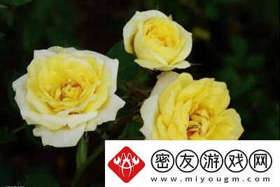 铿锵锵的独特魅力展现