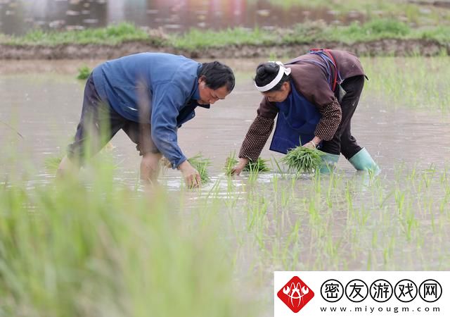 农夫与妻插秧百态：友戏谑“秧苗夫妻”成科技界热议新宠
