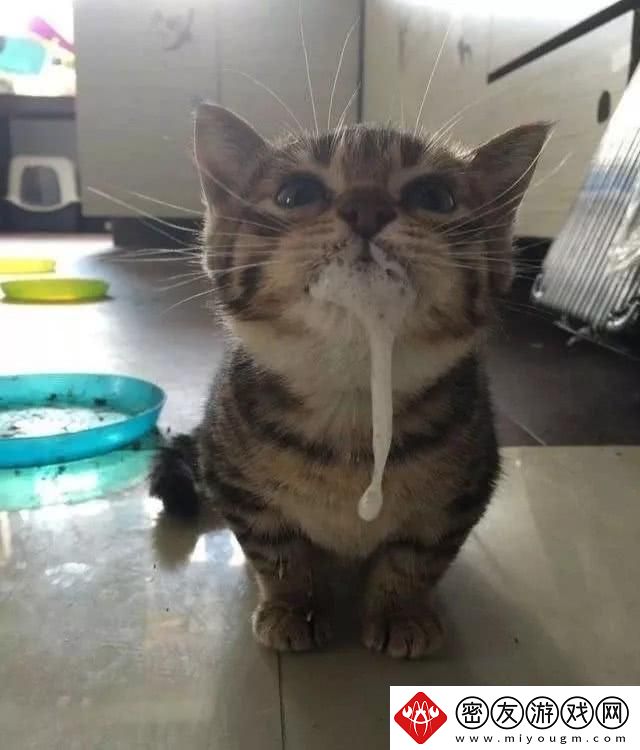 猫咪「吧唧嘴」奇遇记：白沫的背后-友热议的科技奥秘