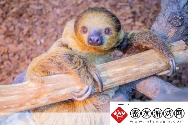 动物朋友大观园新情报曝光萌宠世界等你探索！