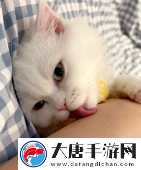 舔猫型是什么梗网络用语-舔猫型梗意思及出处分享