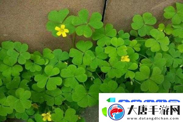 三叶草-gy3251：神奇的存在